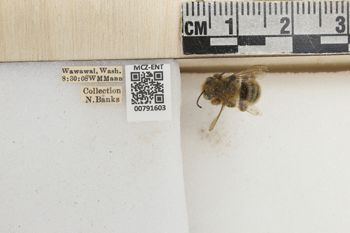 Media type: image;   Entomology 791603 Aspect: labels